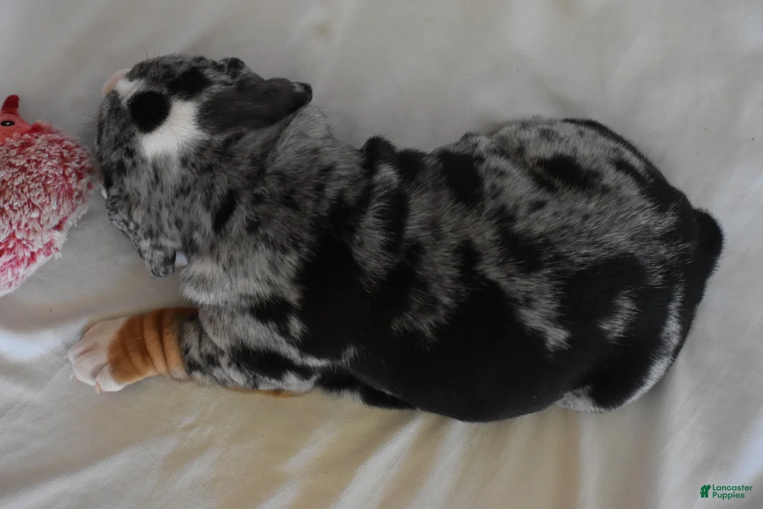 Beabull dogs for sale: Giselle - Ad 3