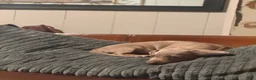 Miniature Dachshund dogs for sale: Miniature Dachshund Puppy 4 - Ad 4