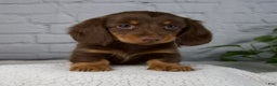 Miniature Dachshund dogs for sale: Dolly - Ad 1