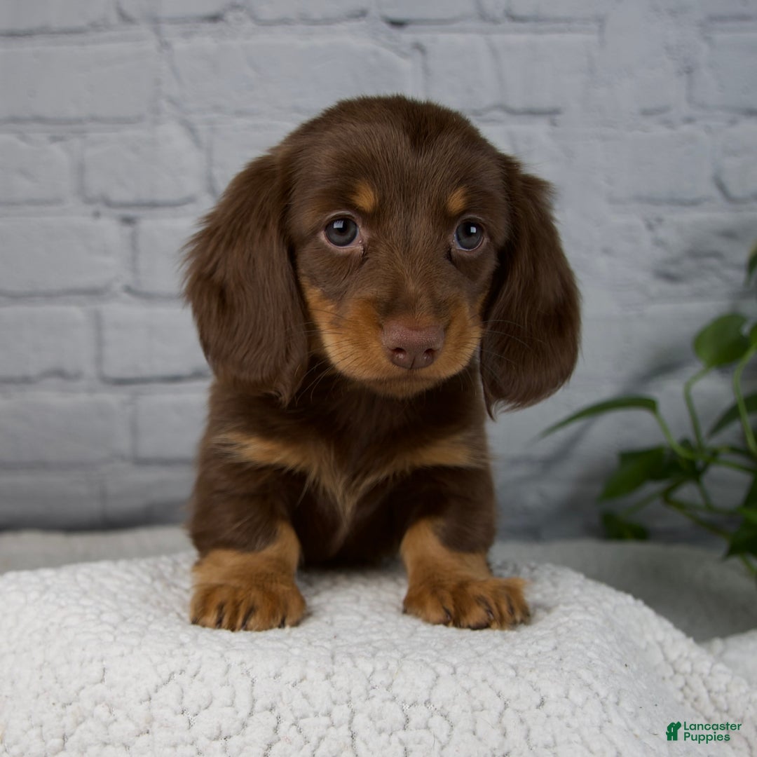 Miniature Dachshund dogs for sale: Dolly - Ad 1