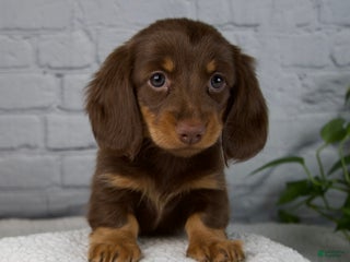 Miniature Dachshund dogs Dolly - Ad 17