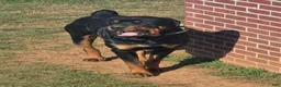 Rottweiler dogs for stud: Kentucky Rottweilers - Ad 1