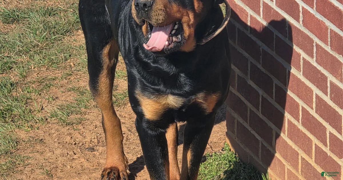 Kentucky Rottweilers Rottweiler for stud in Bronston | Lancaster Puppies
