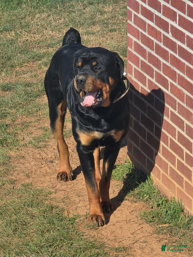 Kentucky Rottweilers Rottweiler for stud in Bronston | Lancaster Puppies