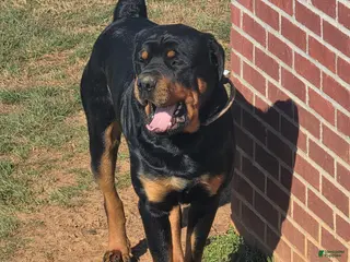 Rottweiler dogs for stud: Kentucky Rottweilers - Ad 3