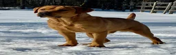 Labrador Retriever dogs for sale: Jett - Ad 3