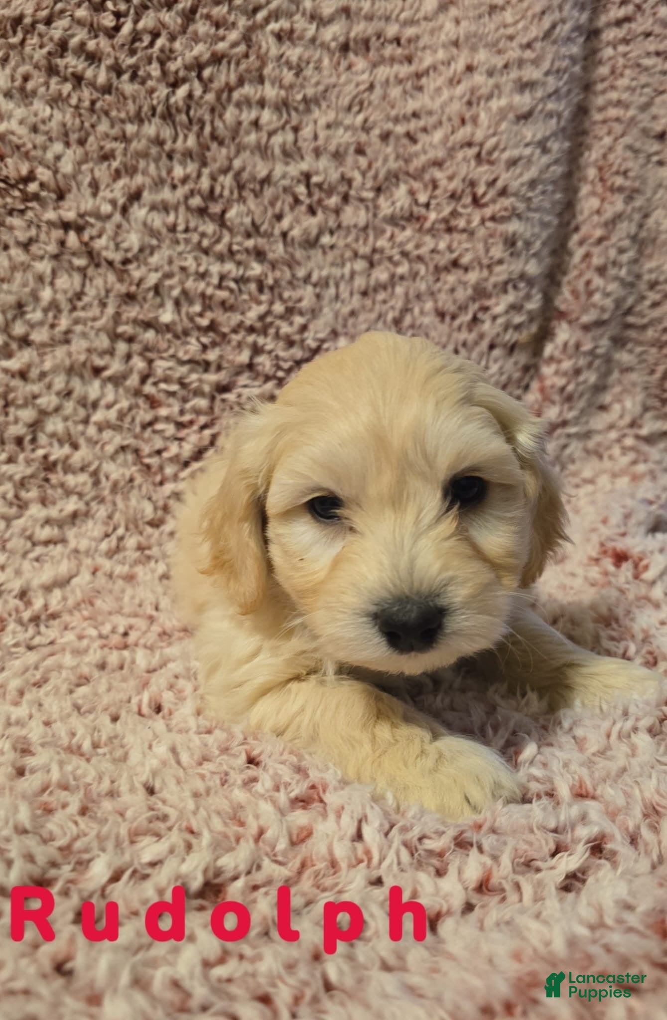 Bichpoo dogs Bichpoo Puppy 7 - Ad 20