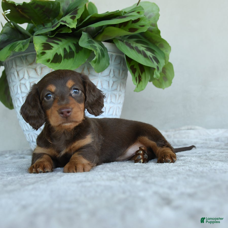 Dachshund dogs Whisper - Ad 2