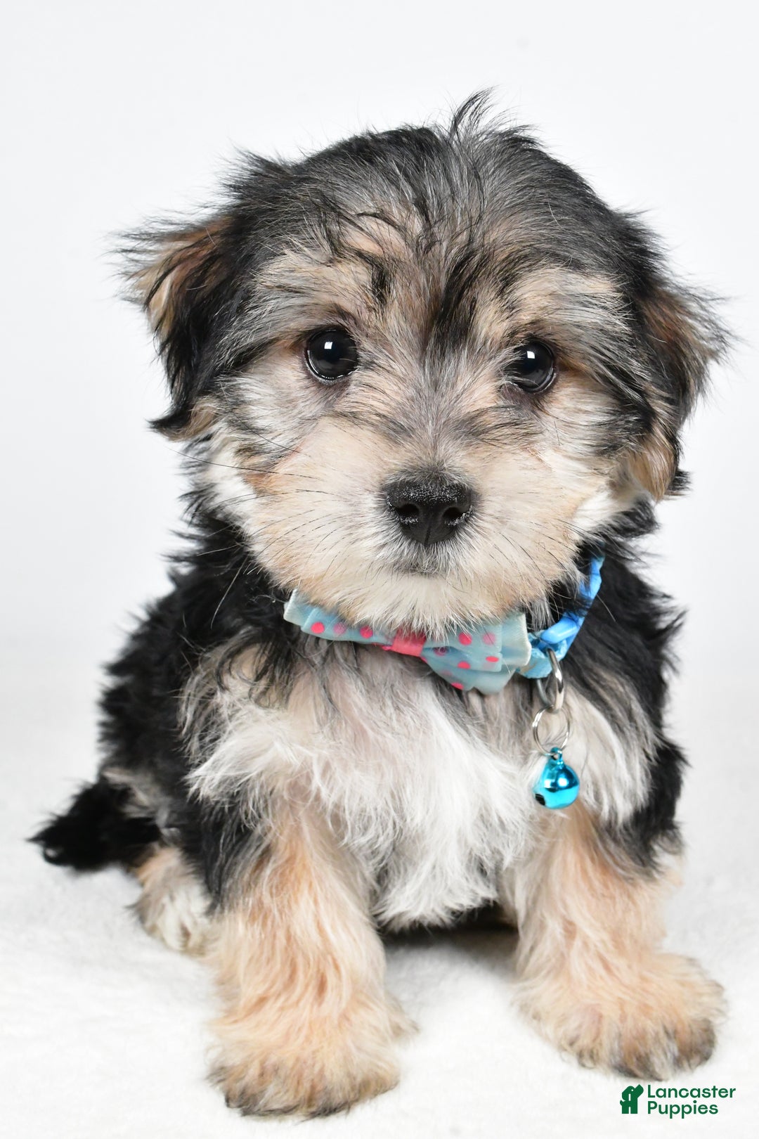 Morkie dogs for sale: Virgel - Ad 6