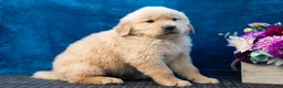 Golden Retriever dogs for sale: Sawyer - Ad 7
