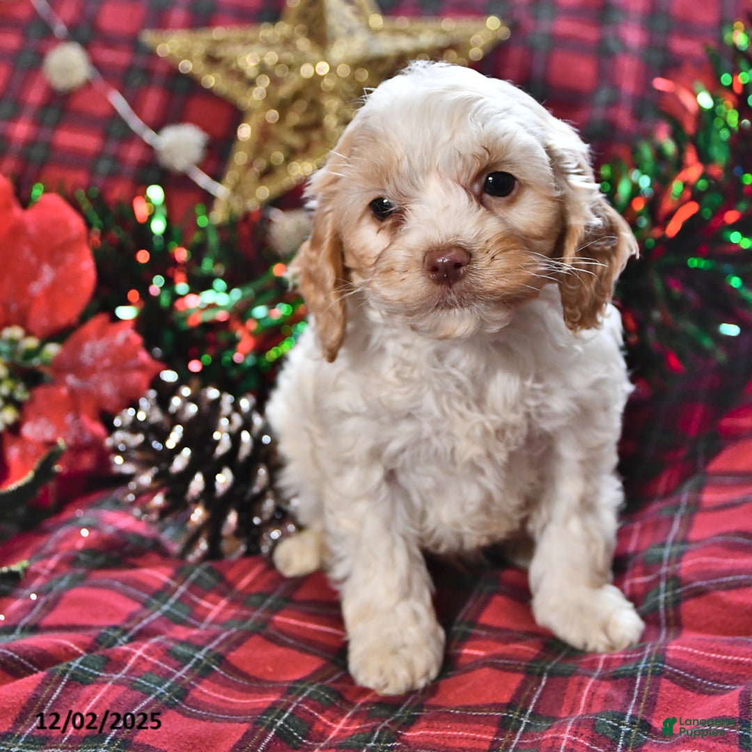 Miniature Poodle dogs for sale: Bradley - Ad 2