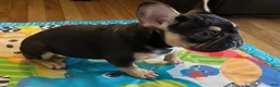 French Bulldog dogs for sale: French Bulldog Puppy 1 - Ad 4
