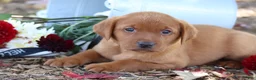 Labrador Retriever dogs for sale: Autumn - Ad 4