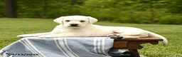 Labrador Retriever dogs for sale: Sherlock - Ad 4