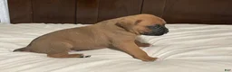 Boxer dogs for sale: Big Boy - Ad 7
