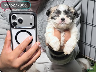 Maltipoo dogs - Ad 27