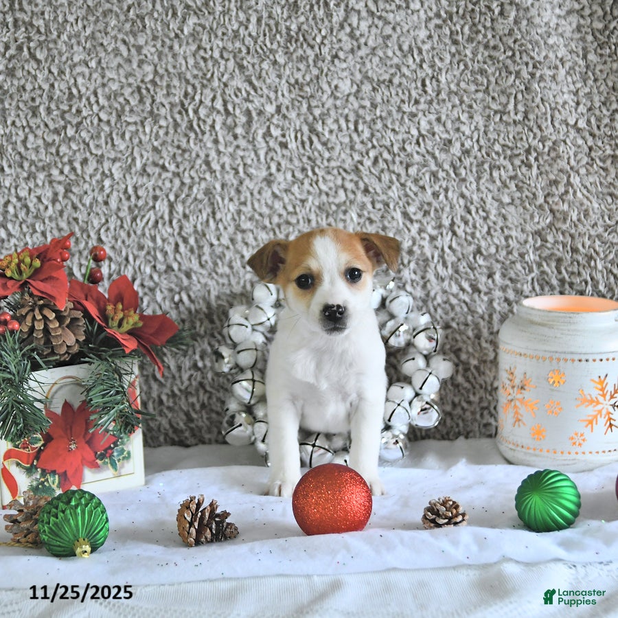 Jack Russell Terrier dogs Reba - Ad 11