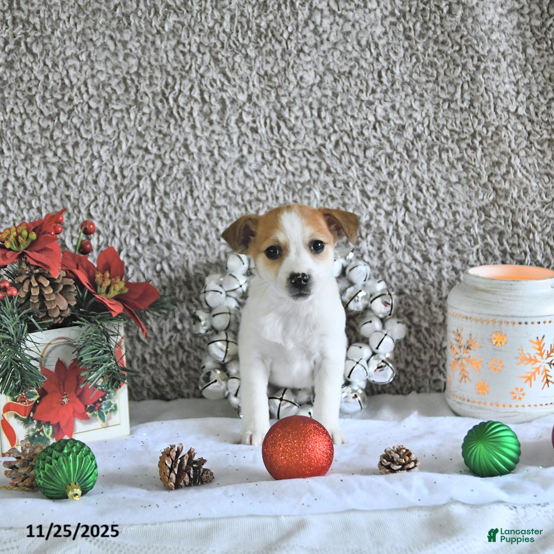 Jack Russell Terrier dogs for sale: Reba - Ad 1