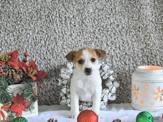 Jack Russell Terrier dogs Reba - Ad 13