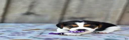 Beaglier dogs for sale: Bella - Ad 7