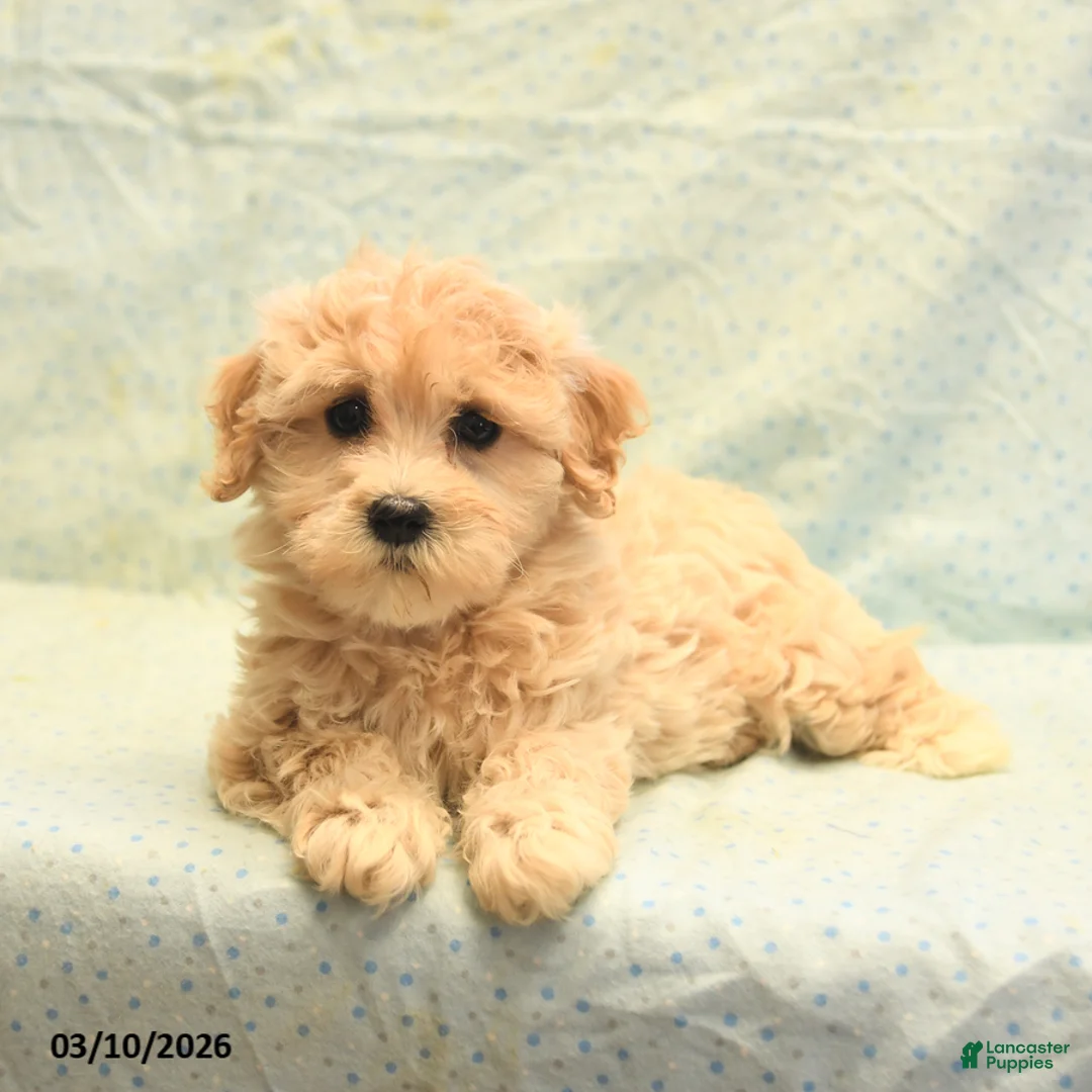 Havapoo dogs for sale: Penny - Ad 5