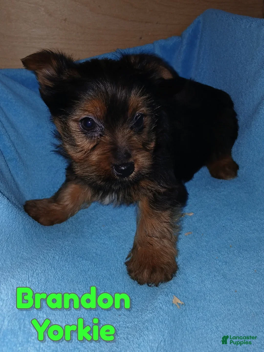 Yorkshire Terrier dogs for sale: Brandon - Ad 1