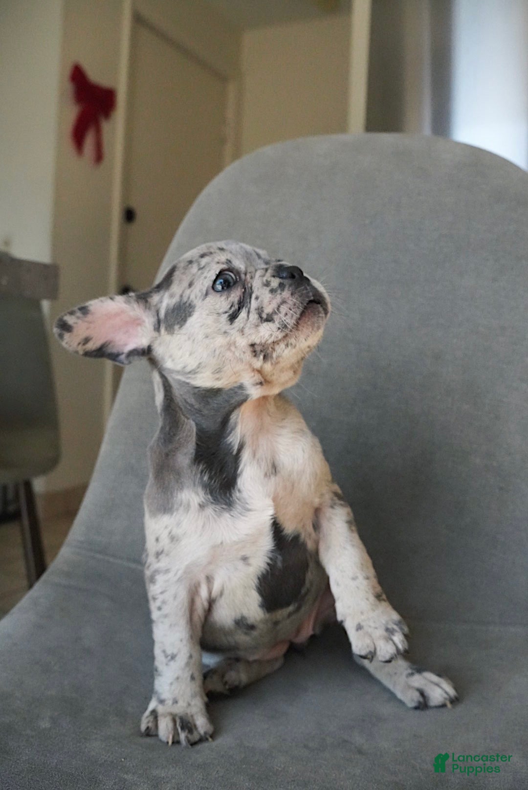 French Bulldog dogs for sale: Starry - Ad 3