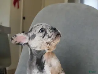 French Bulldog dogs Starry - Ad 21