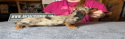 Miniature Dachshund dogs for sale: AKC Show Dapple- Russian - Ad 5