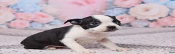 Boston Terrier dogs for sale: Violet - Ad 3