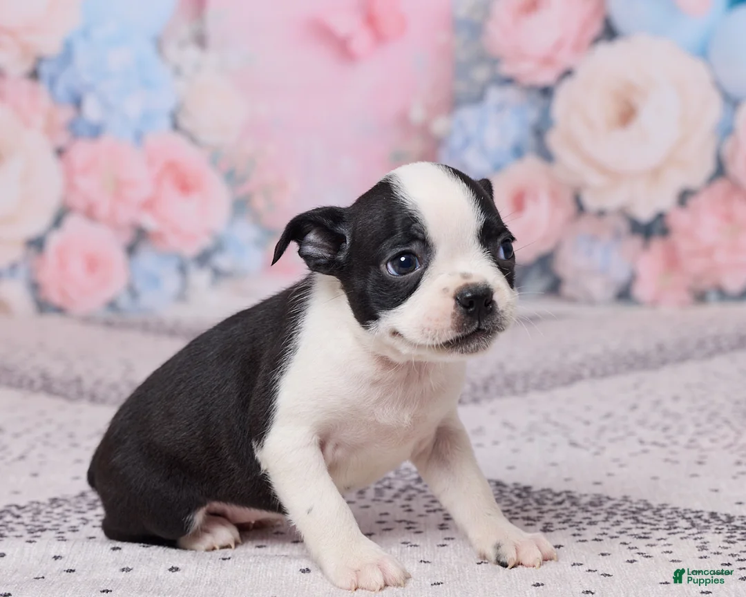 Boston Terrier dogs for sale: Violet - Ad 3
