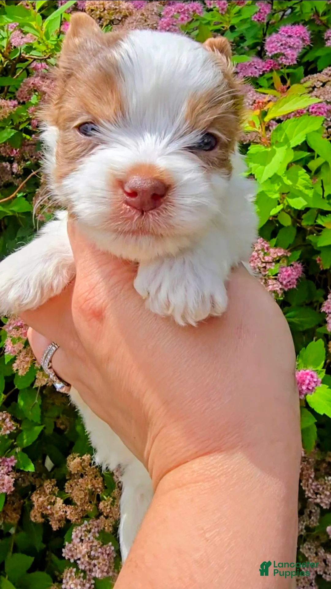 Biewer Terrier dogs for sale: Biewer Terrier 2 - Ad 2