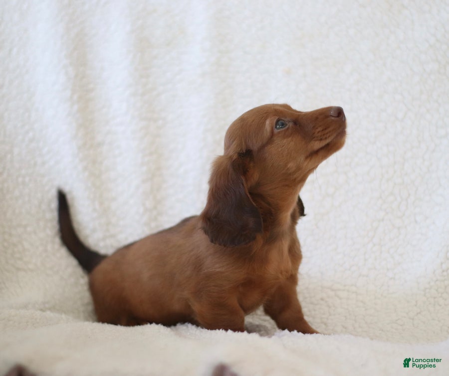 Miniature Dachshund dogs for sale: Walker - Ad 5