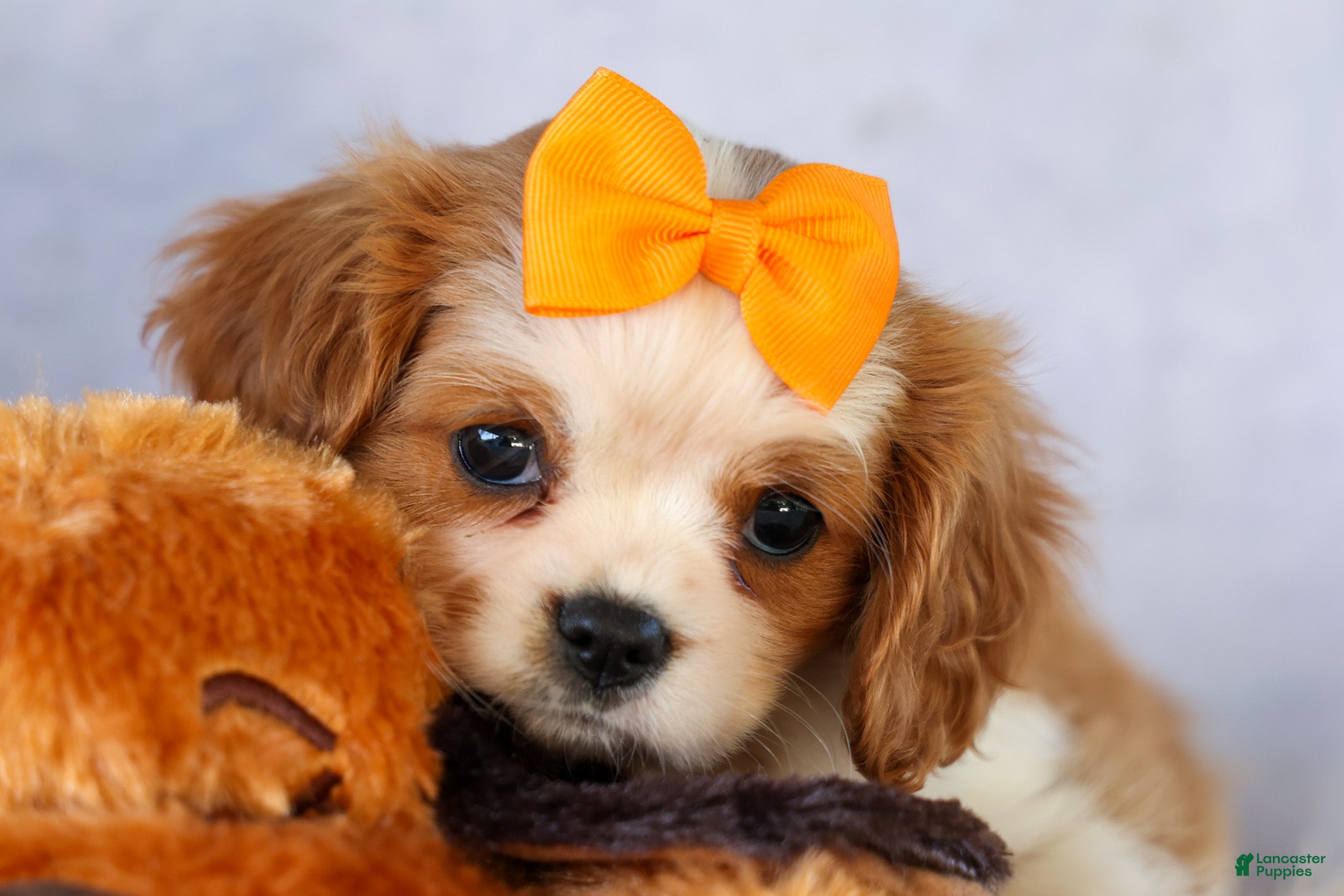 Cavalier King Charles Spaniel dogs  Nova🎀 - Ad 2