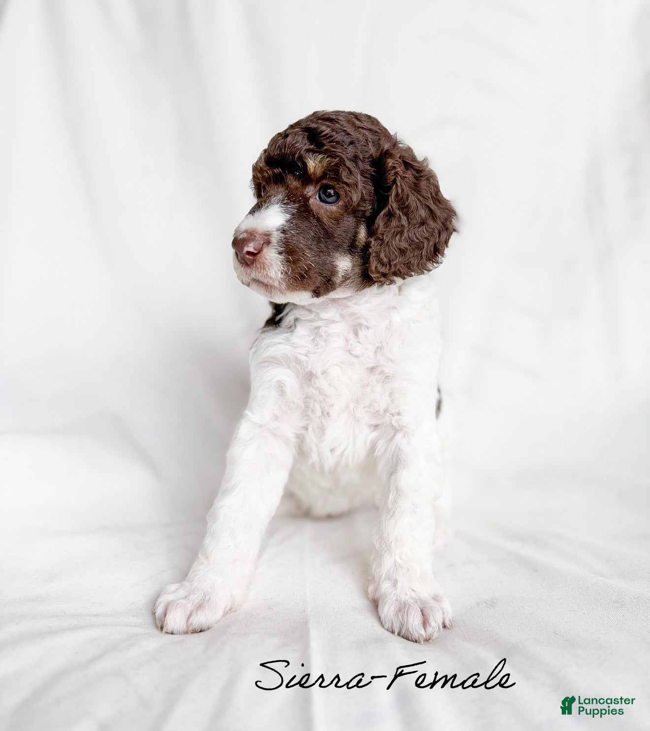 Standard Poodle dogs Sierra  - Ad 23