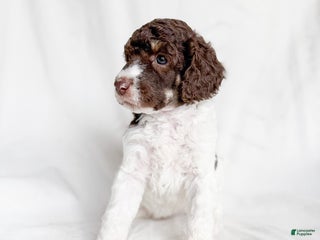 Standard Poodle dogs Sierra - Ad 23