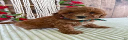 Mini Goldendoodle dogs for sale: Mr. Cloudy - Ad 13