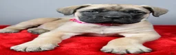 English Mastiff dogs for sale: Heidi - Ad 4