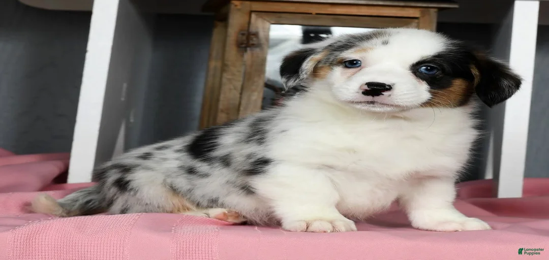 Gallery Image {{count}}