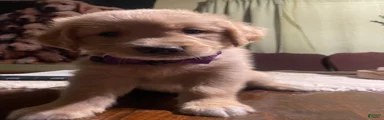 Golden Retriever 1