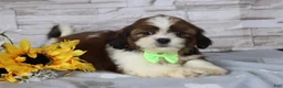 Shih Tzu dogs for sale: Percy  - Ad 2