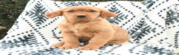 Golden Retriever dogs for sale: Queenie - Ad 3