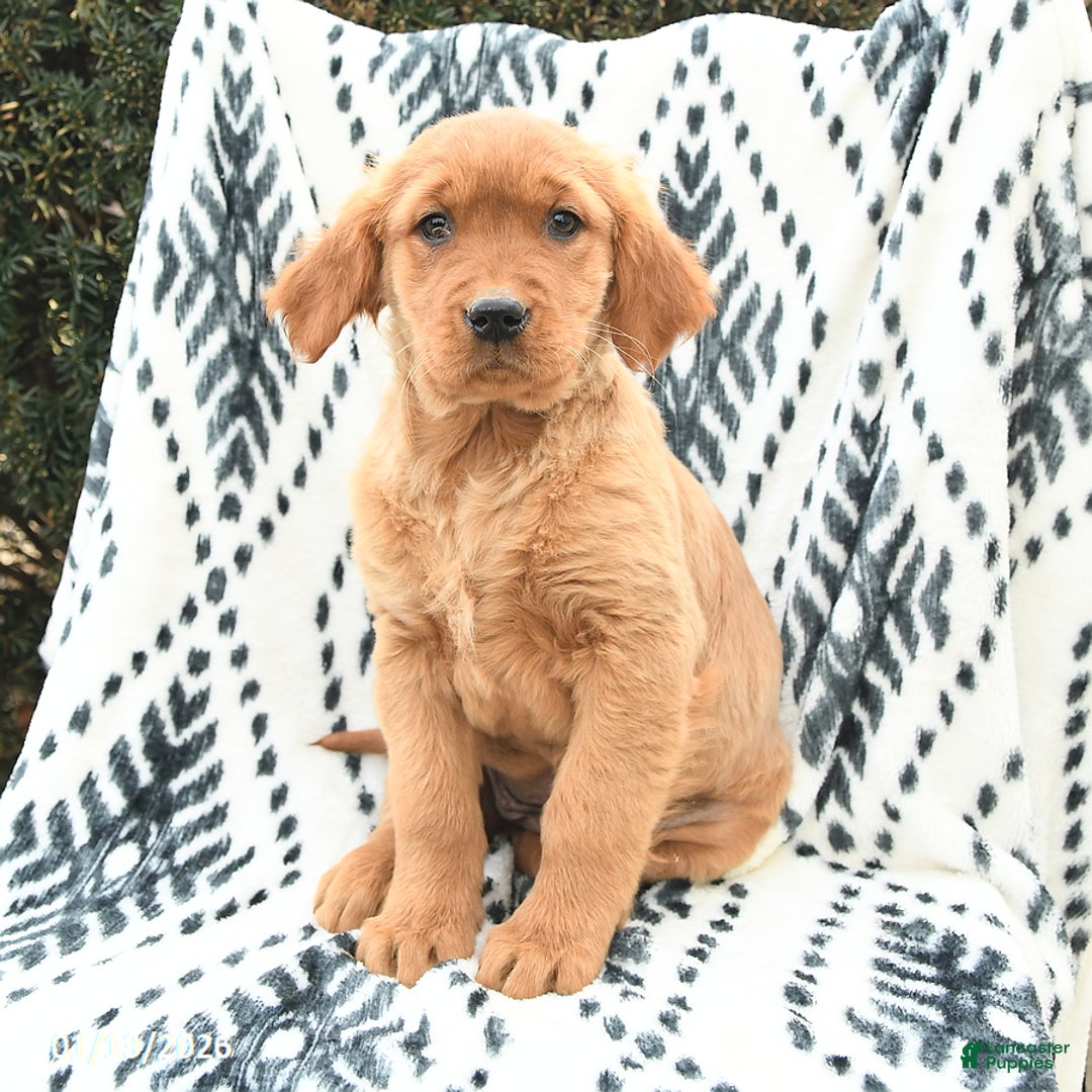 Golden Retriever dogs for sale: Queenie - Ad 3