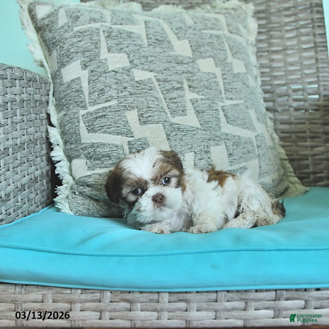 Shih Tzu dogs for sale: Tilly - Ad 2