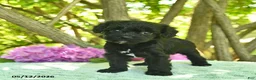 Cavapoo dogs for sale: Molasses  - Ad 3