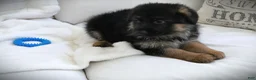 German Shepherd dogs for sale: German Shepherd Blue Collar Male Pick of Liter! - Ad 13
