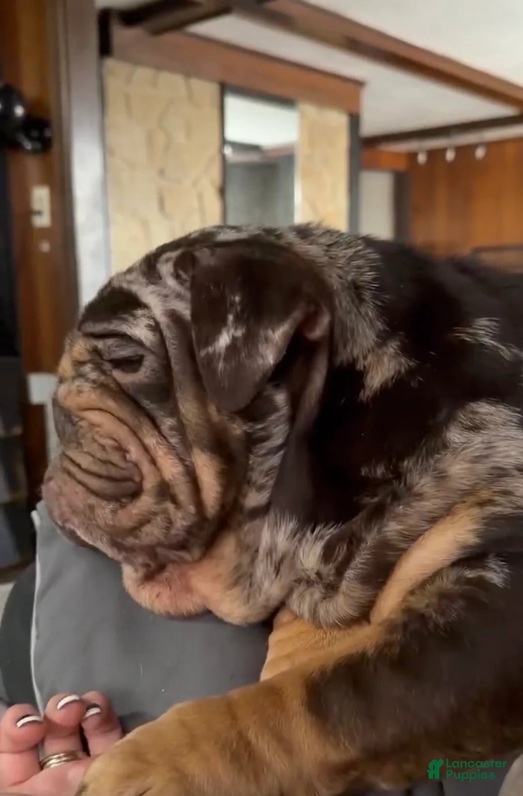 English Bulldog dogs for sale: Lilac full suit male - Ad 3