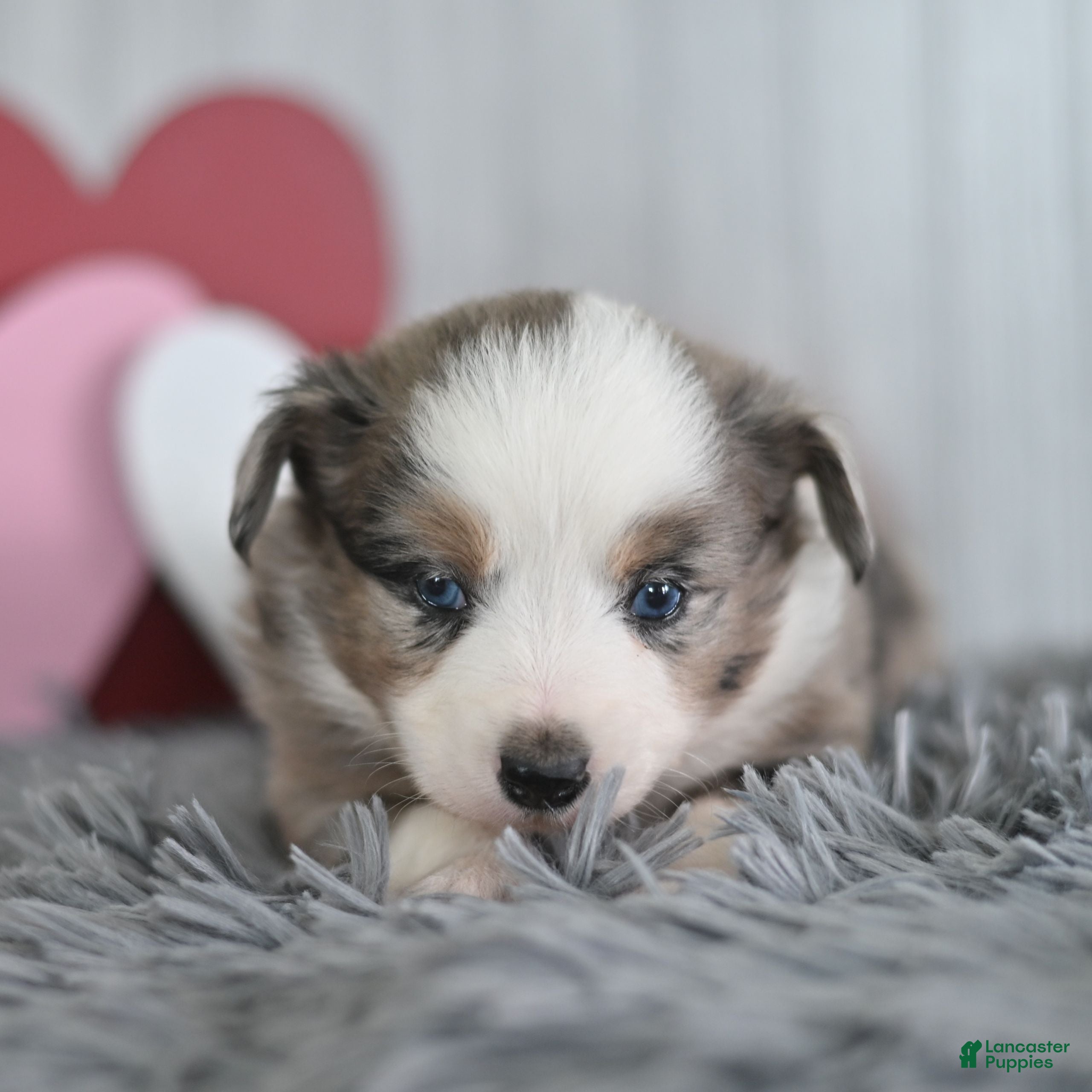 Miniature Australian Shepherd dogs Cinnamon  - Ad 42