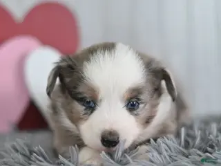 Miniature Australian Shepherd dogs Cinnamon - Ad 42