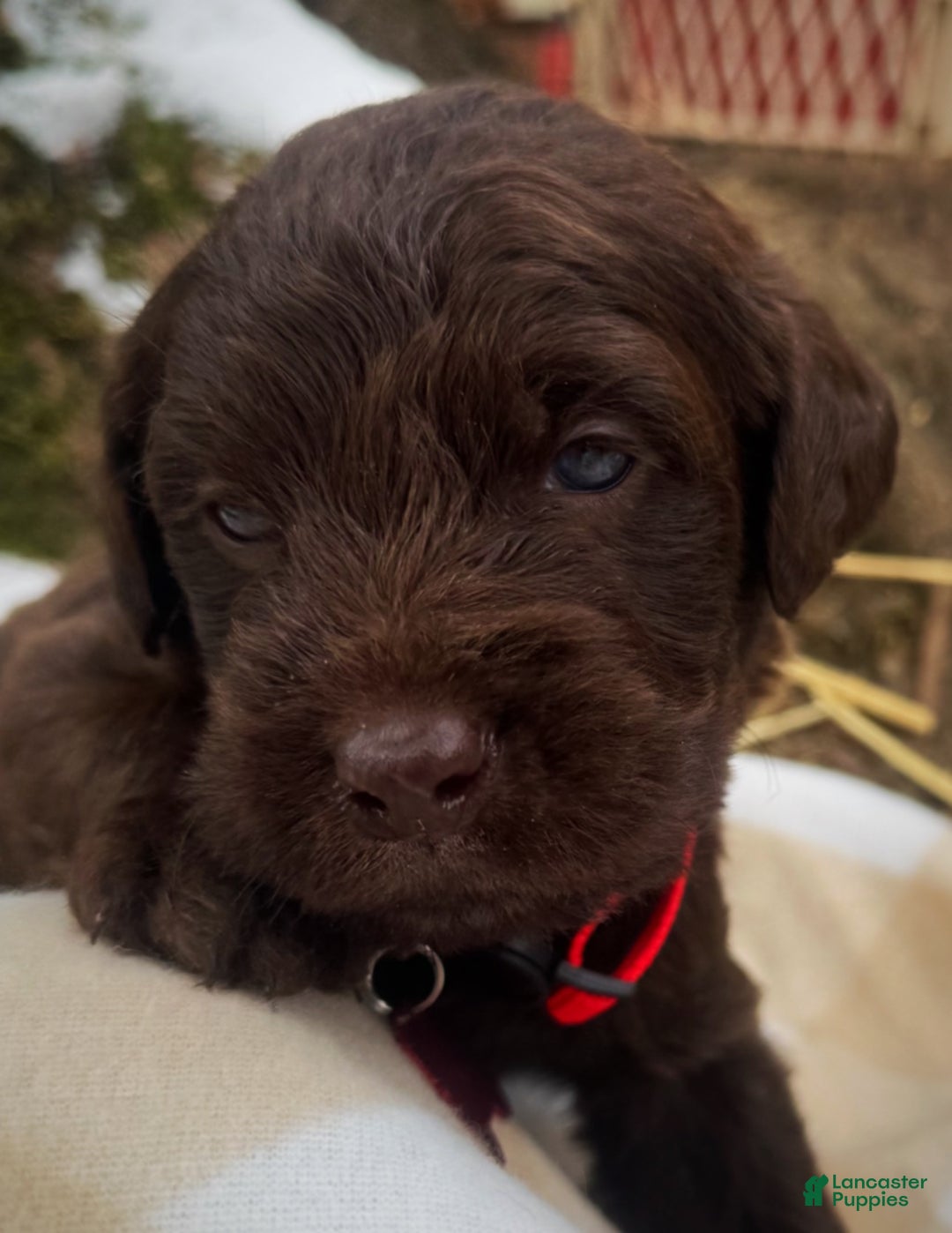 Labradoodle dogs for sale: Labradoodle Puppy 1 - Ad 9